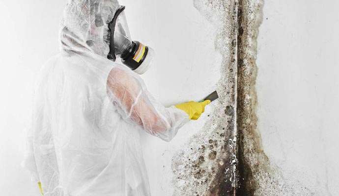 emergency mold removal