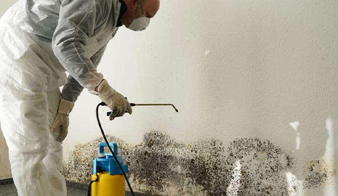 mold remediation professionally