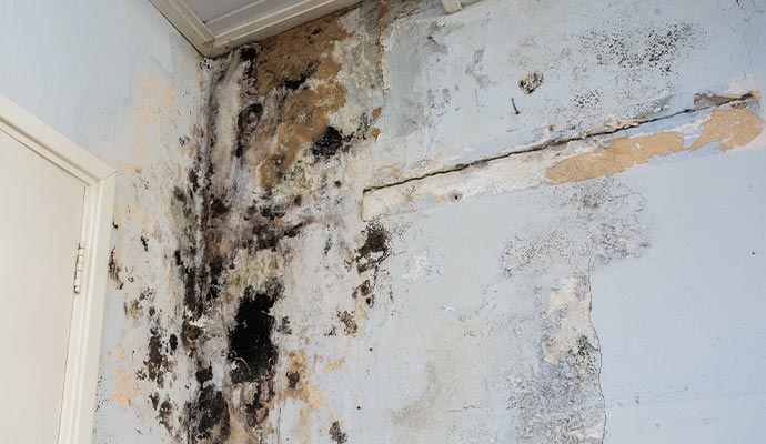 moldy wall